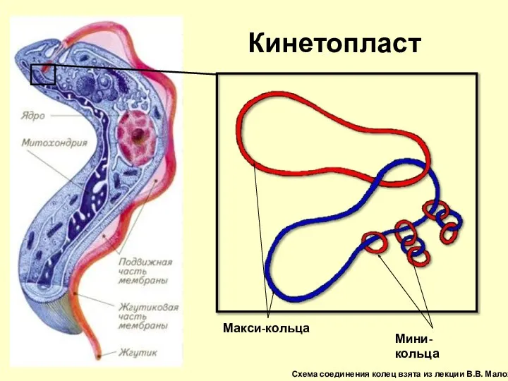 Кинетопласт Макси-кольца Мини-кольца Схема соединения колец взята из лекции В.В. Малохова