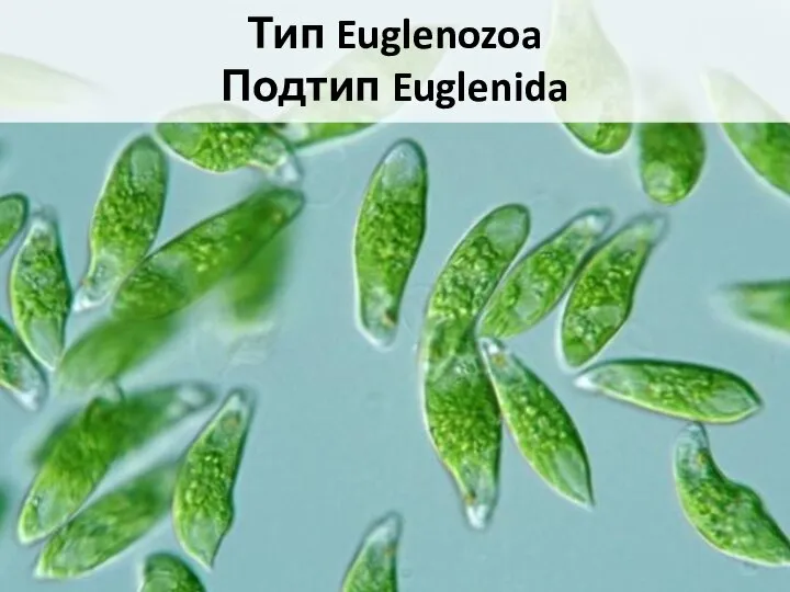 Тип Euglenozoa Подтип Euglenida