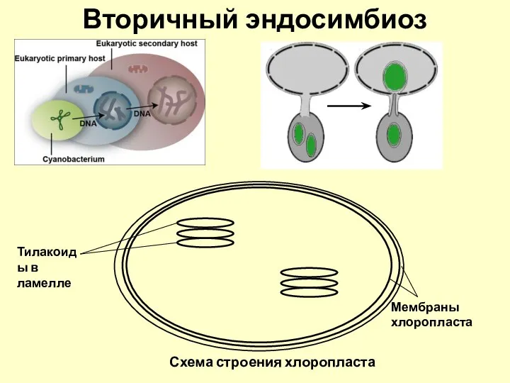 Вторичный эндосимбиоз Схема строения хлоропласта Мембраны хлоропласта Тилакоиды в ламелле