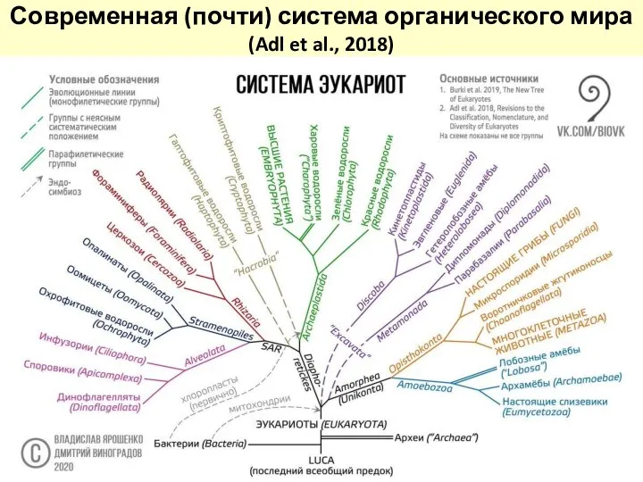 Современная (почти) система органического мира (Adl et al., 2018)