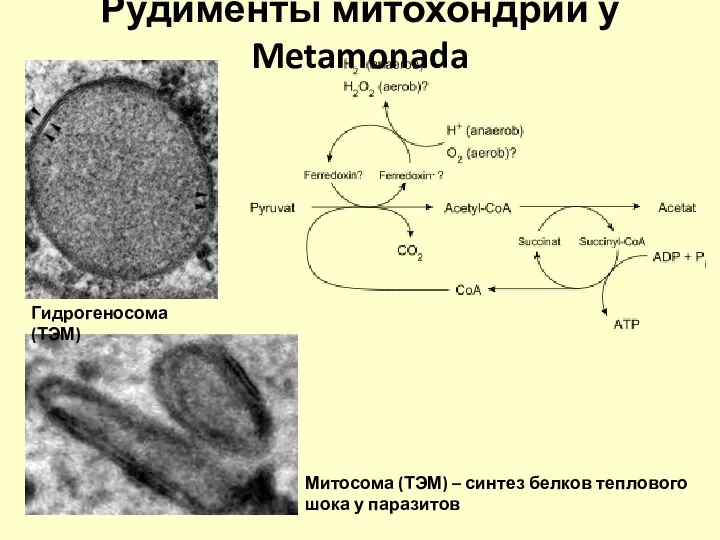 Рудименты митохондрий у Metamonada Гидрогеносома (ТЭМ) Митосома (ТЭМ) – синтез белков теплового шока у паразитов