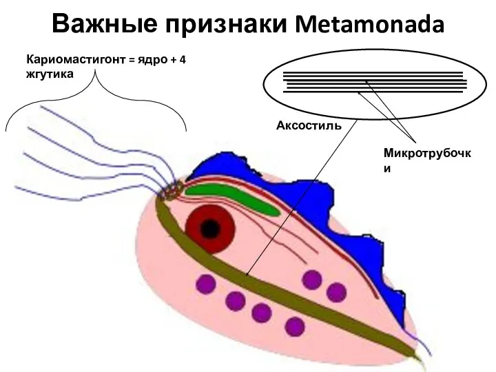 Важные признаки Metamonada Кариомастигонт = ядро + 4 жгутика Аксостиль Микротрубочки