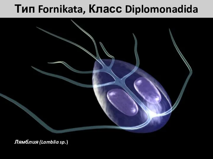 Тип Fornikata, Класс Diplomonadida Лямблия (Lamblia sp.)