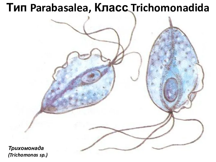 Тип Parabasalea, Класс Trichomonadida Трихомонада (Trichomonas sp.)