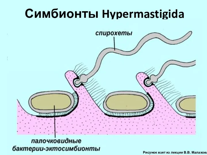 Симбионты Hypermastigida Рисунок взят из лекции В.В. Малахова