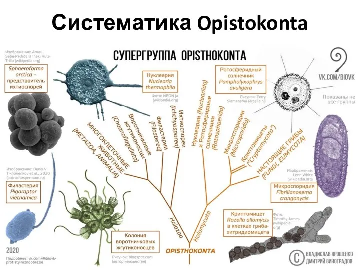 Систематика Opistokonta