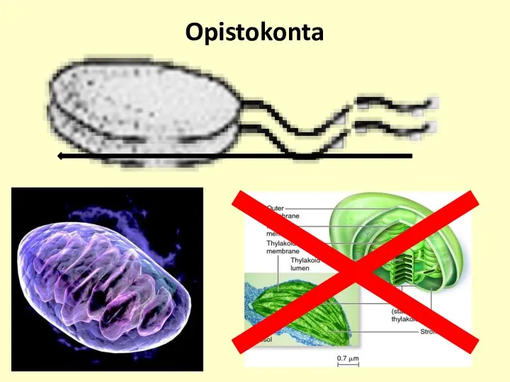 Opistokonta