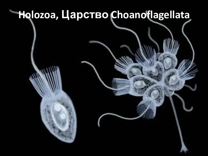 Holozoa, Царство Choanoflagellata