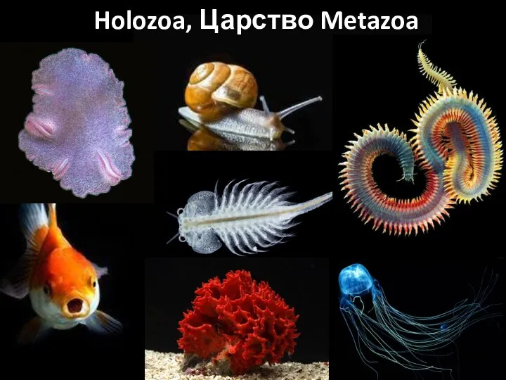 Holozoa, Царство Metazoa
