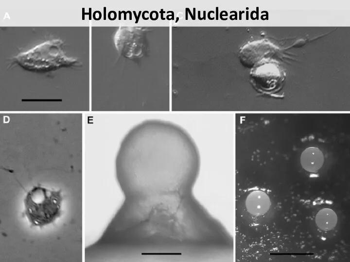 Holomycota, Nuclearida