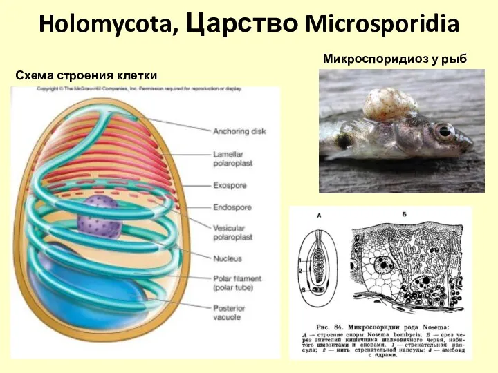 Holomycota, Царство Microsporidia Схема строения клетки Микроспоридиоз у рыб