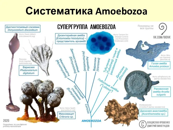Систематика Amoebozoa