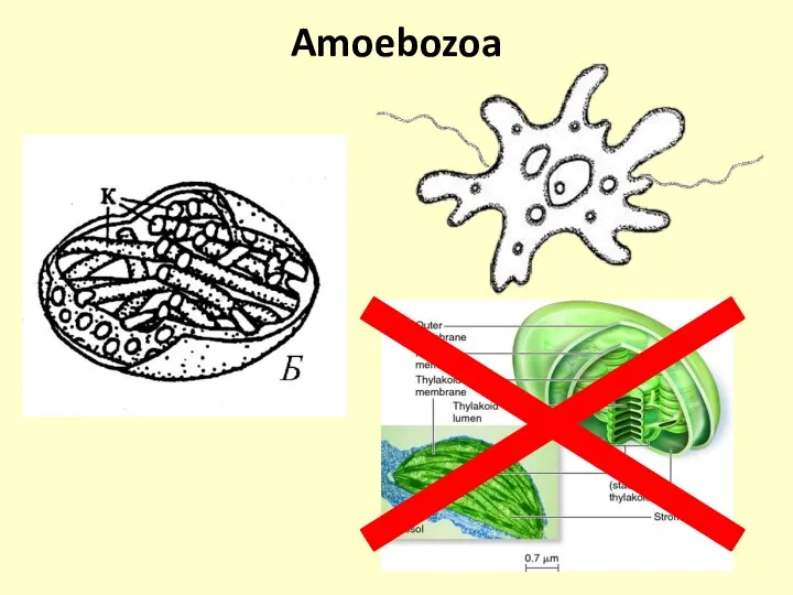 Amoebozoa