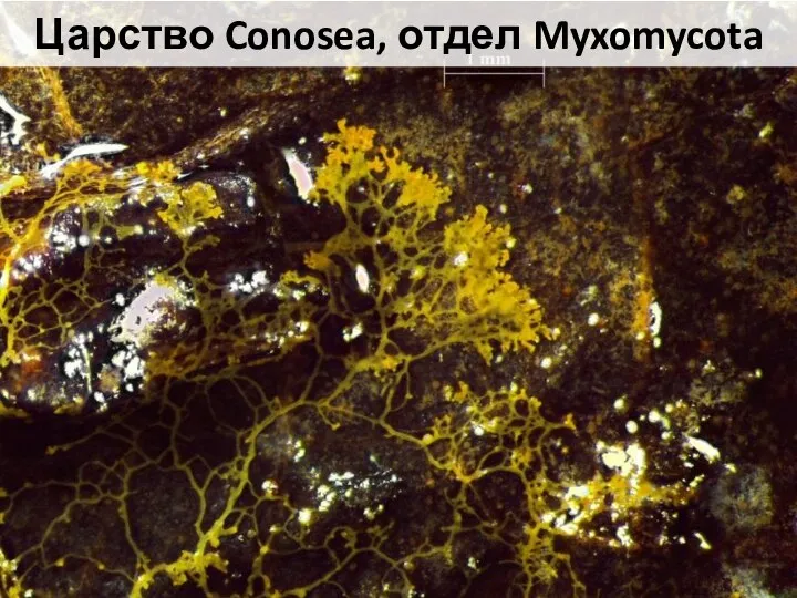 Perichaena corticalis Didymium ochroideum Lamproderma scintilans Physarum pulcherrimum Царство Conosea, отдел Myxomycota