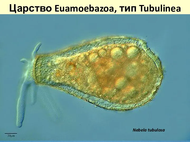 Царство Euamoebazoa, тип Tubulinea Амеба протей (Amoeba proteus)