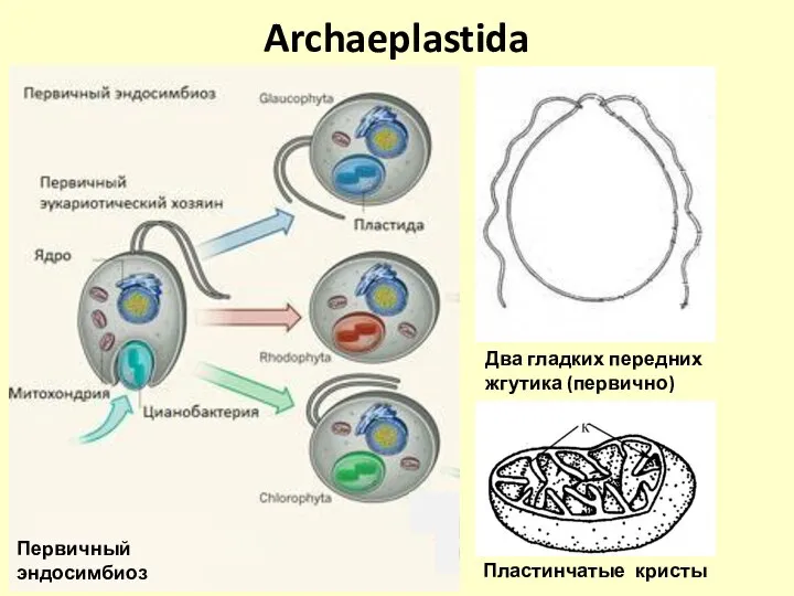 Archaeplastida Два гладких передних жгутика (первично) Первичный эндосимбиоз Пластинчатые кристы