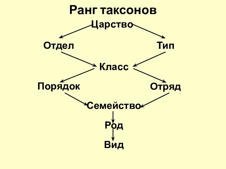 Ранг таксонов Царство Отдел Класс Порядок Семейство Род Вид Тип Отряд