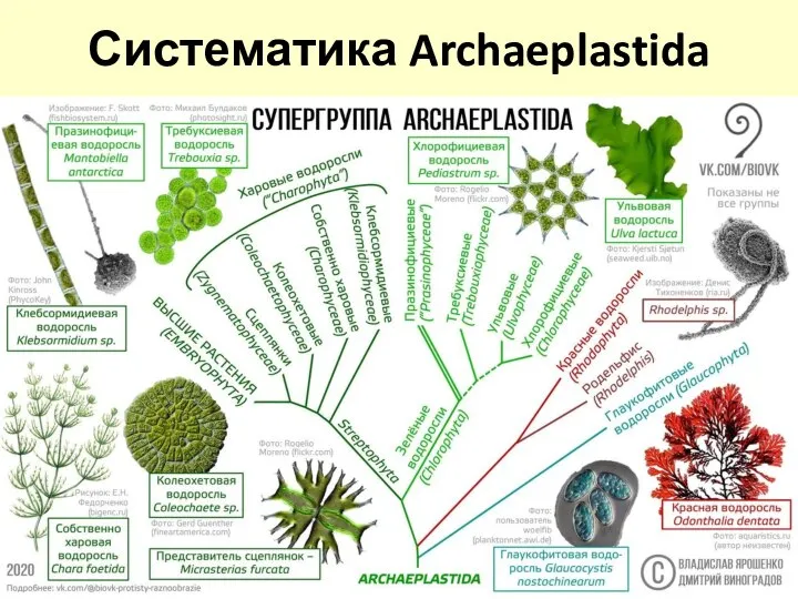 Систематика Archaeplastida