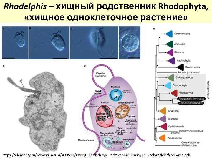 Rhodelphis – хищный родственник Rhodophyta, «хищное одноклеточное растение» https://elementy.ru/novosti_nauki/433511/Otkryt_khishchnyy_rodstvennik_krasnykh_vodorosley?from=rxblock