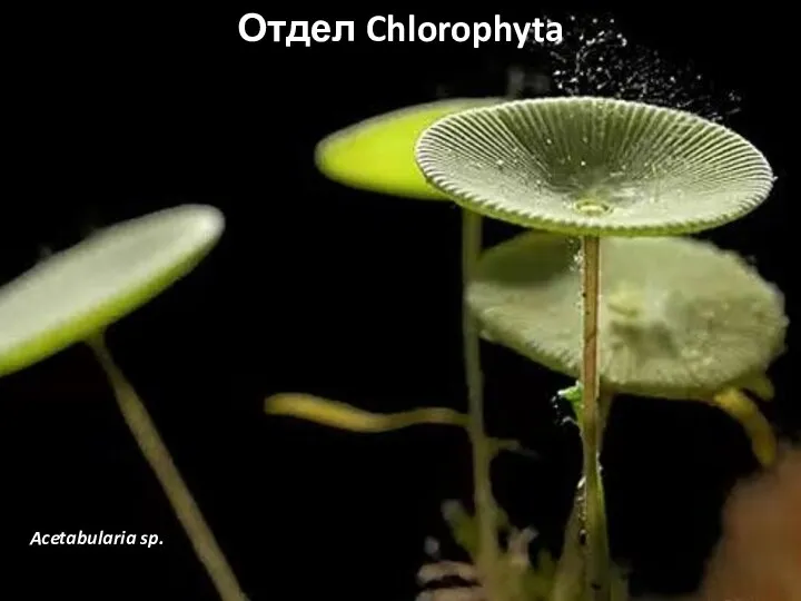 Отдел Chlorophyta Acetabularia sp.