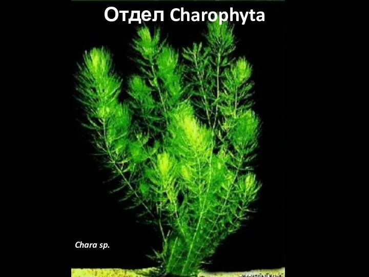 Отдел Charophyta Chara sp.