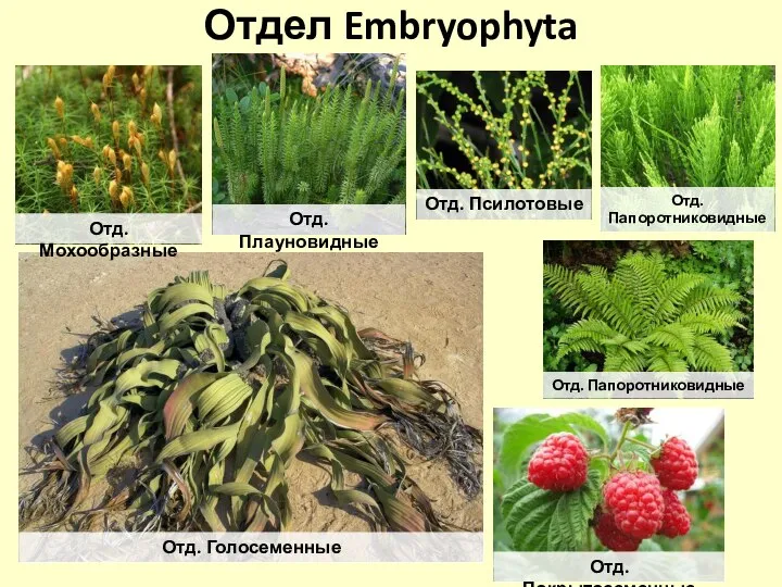 Отдел Embryophyta Отд. Мохообразные Отд. Плауновидные Отд. Псилотовые Отд. Папоротниковидные Отд. Папоротниковидные Отд. Голосеменные Отд. Покрытосеменные