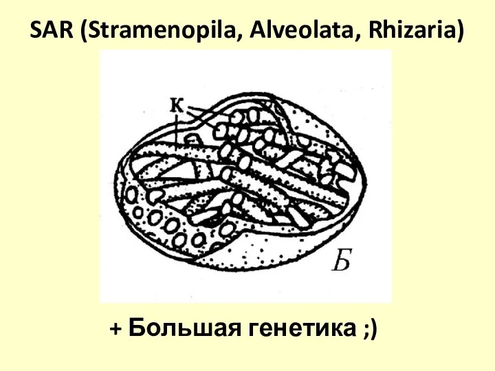 SAR (Stramenopila, Alveolata, Rhizaria) + Большая генетика ;)