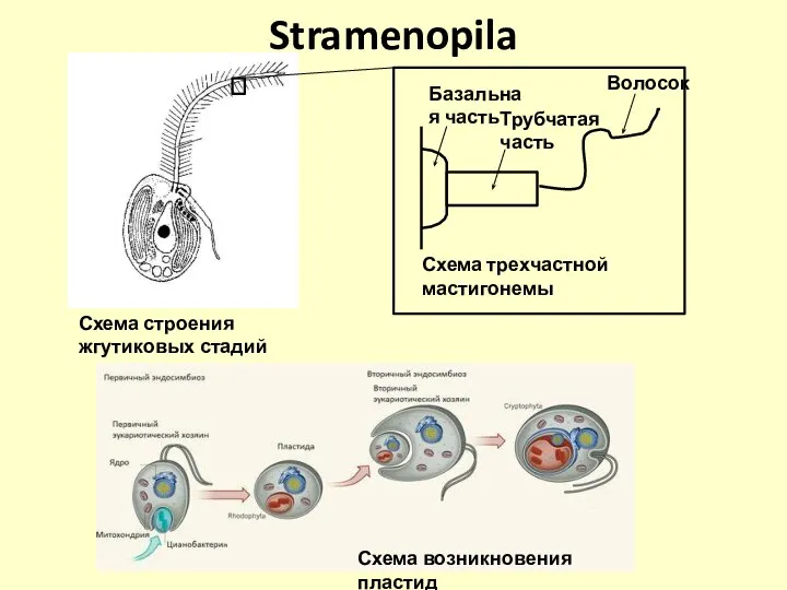 Stramenopila Схема трехчастной мастигонемы Базальная часть Трубчатая часть Волосок Схема возникновения пластид Схема строения жгутиковых стадий