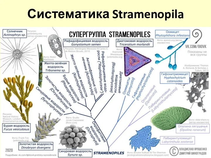 Систематика Stramenopila
