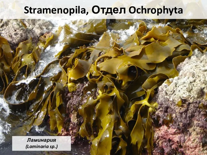 Stramenopila, Отдел Ochrophyta Ламинария (Laminaria sp.)