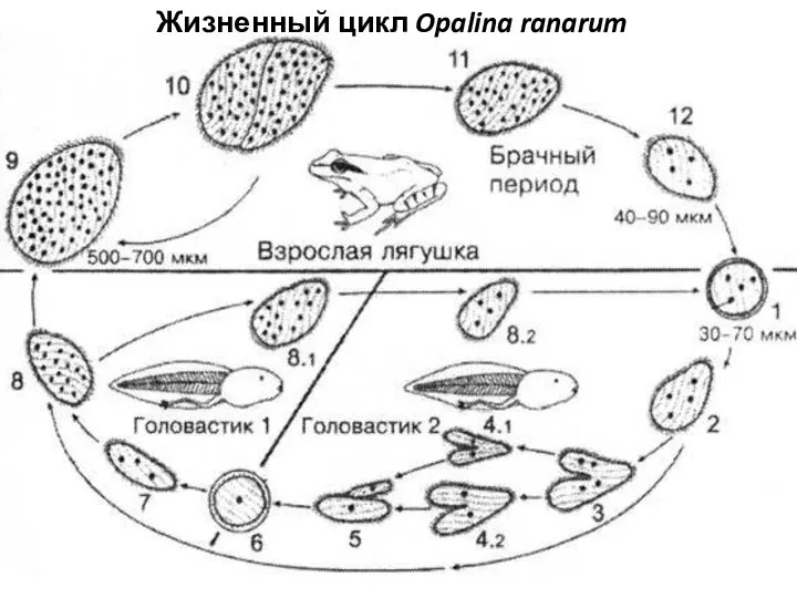 Stramenopila, тип Opalinata Жизненный цикл Opalina ranarum