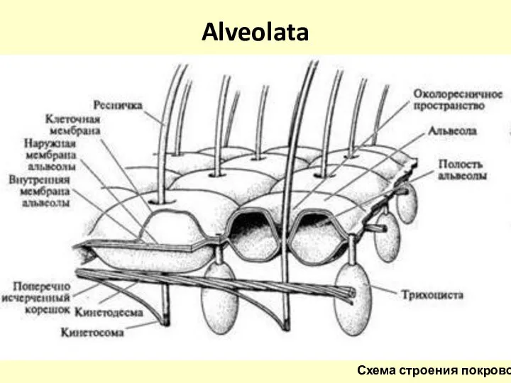 Alveolata Схема строения покровов