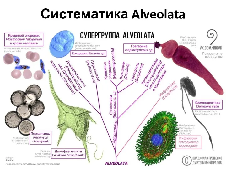 Систематика Alveolata