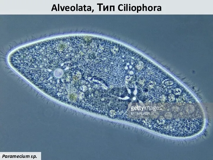 Alveolata, Тип Ciliophora Paramecium sp.