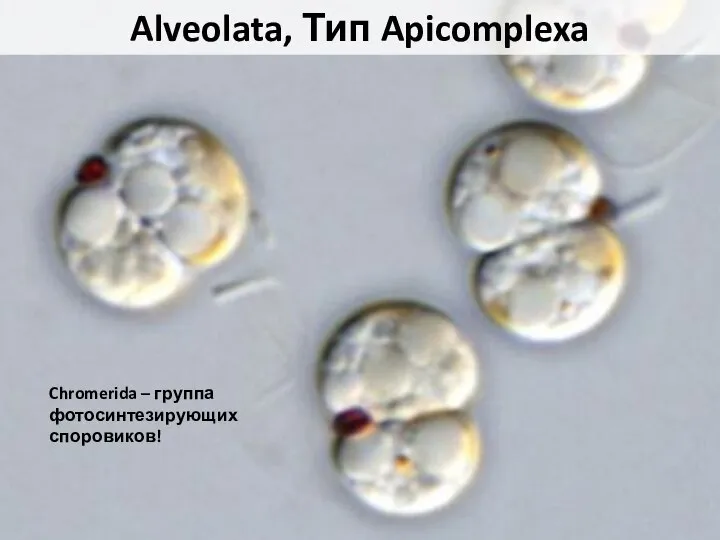 Plasmodium sp. Chromerida – группа фотосинтезирующих споровиков! Alveolata, Тип Apicomplexa