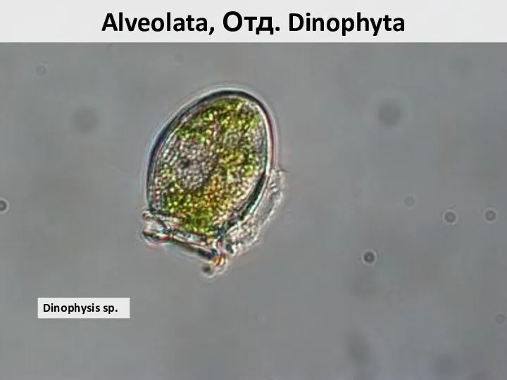 Alveolata, Отд. Dinophyta Dinophysis sp.