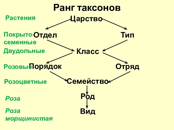 Ранг таксонов Царство Отдел Класс Порядок Семейство Род Вид Тип Отряд Растения