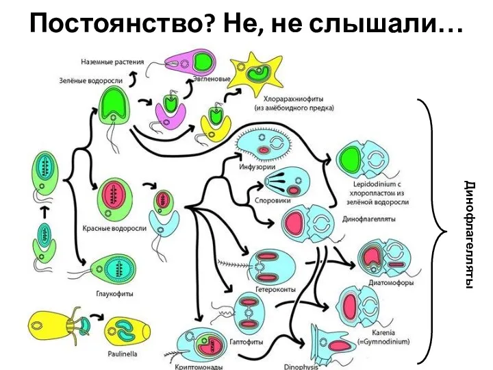 Постоянство? Не, не слышали… Динофлагелляты