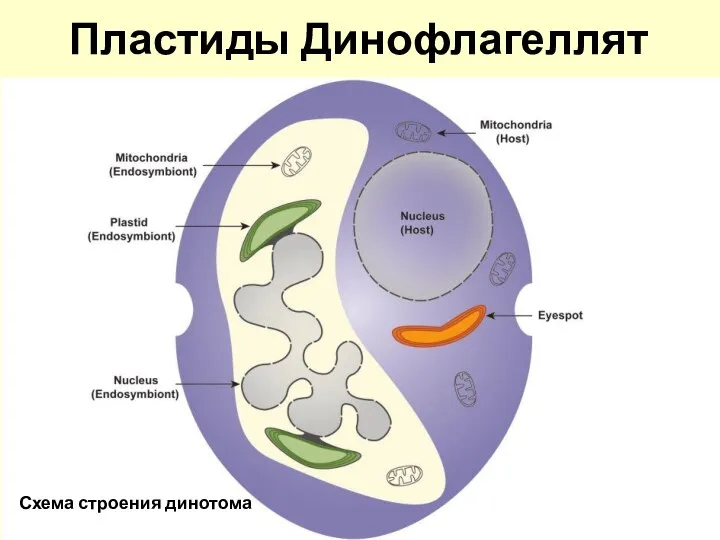 Пластиды Динофлагеллят