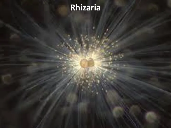 Rhizaria