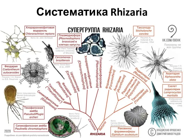 Систематика Rhizaria