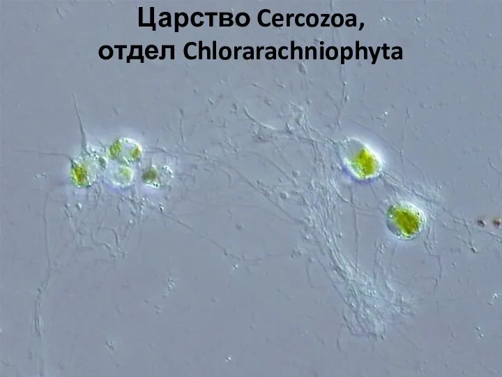 Царство Cercozoa, отдел Chlorarachniophyta
