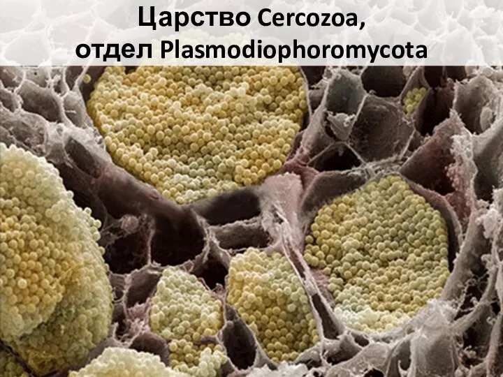 Царство Cercozoa, отдел Plasmodiophoromycota