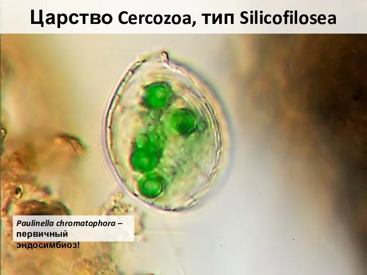 Царство Cercozoa, тип Silicofilosea Paulinella chromatophora – первичный эндосимбиоз!
