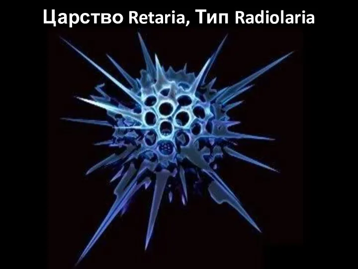 Царство Retaria, Тип Radiolaria