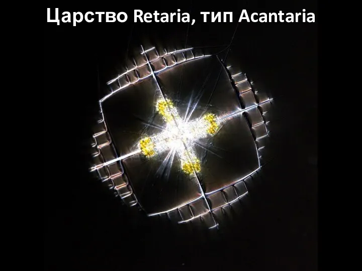 Царство Retaria, тип Acantaria