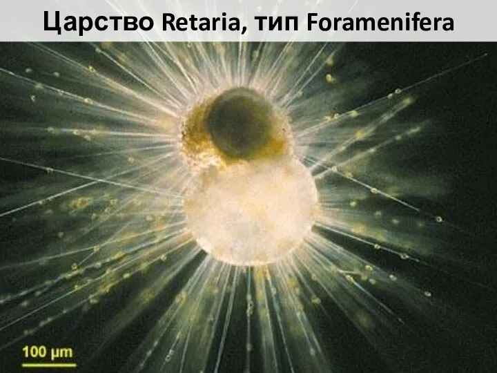 Царство Retaria, тип Foramenifera