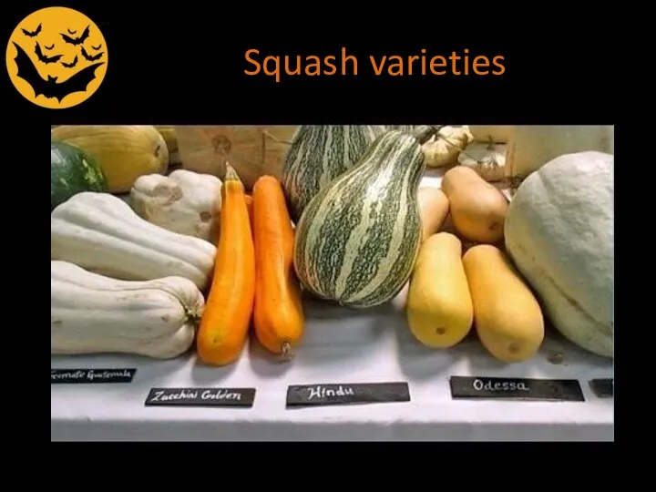 Squash varieties