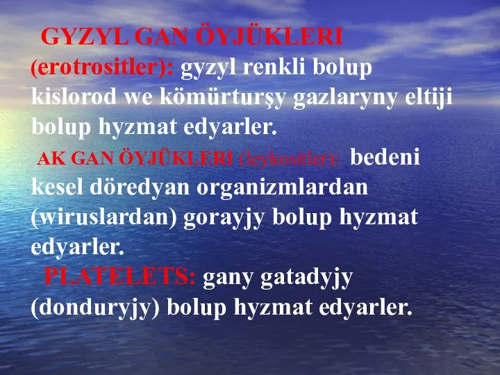 GYZYL GAN ÖYJÜKLERI (erotrositler): gyzyl renkli bolup kislorod we kömürturşy gazlaryny eltiji