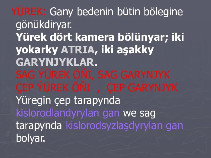 YÜREK: Gany bedenin bütin bölegine gönükdiryar. Yürek dört kamera bölünyar; iki yokarky